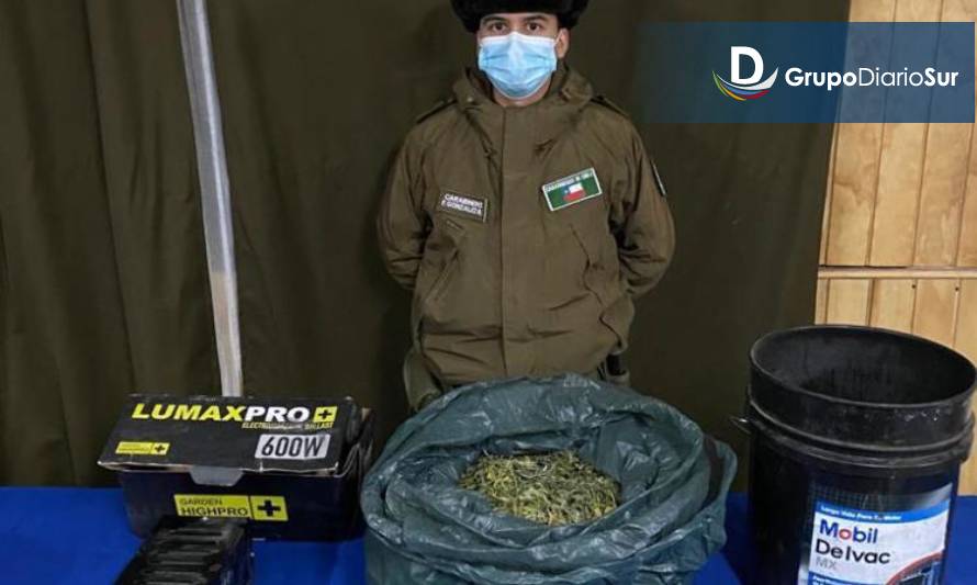 Decomisan más de 1 kilo de cannabis sativa en Chile Chico
