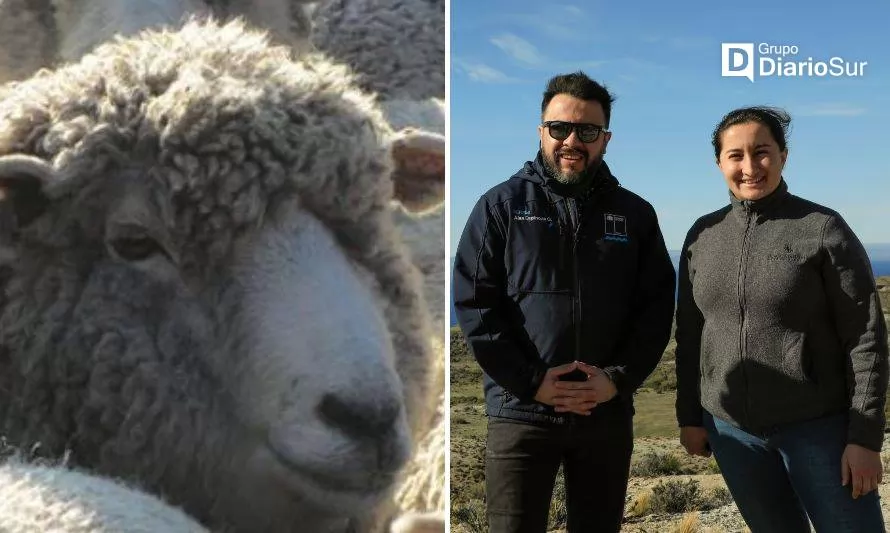 Implementan alternativa forrajera para la ovejería en Chile Chico