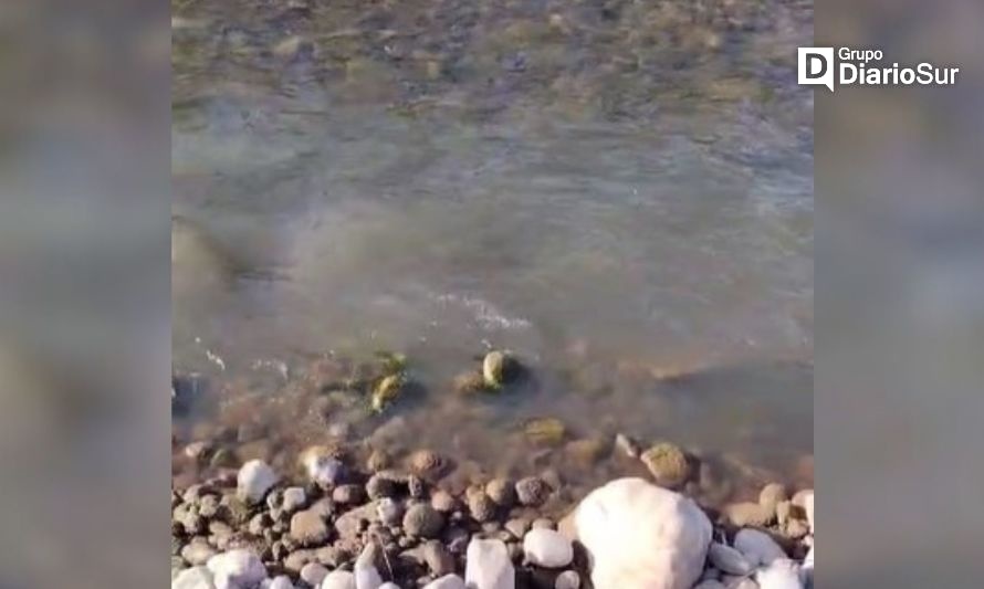 Seremi de Salud recibió denuncia por contaminación en río Coyhaique