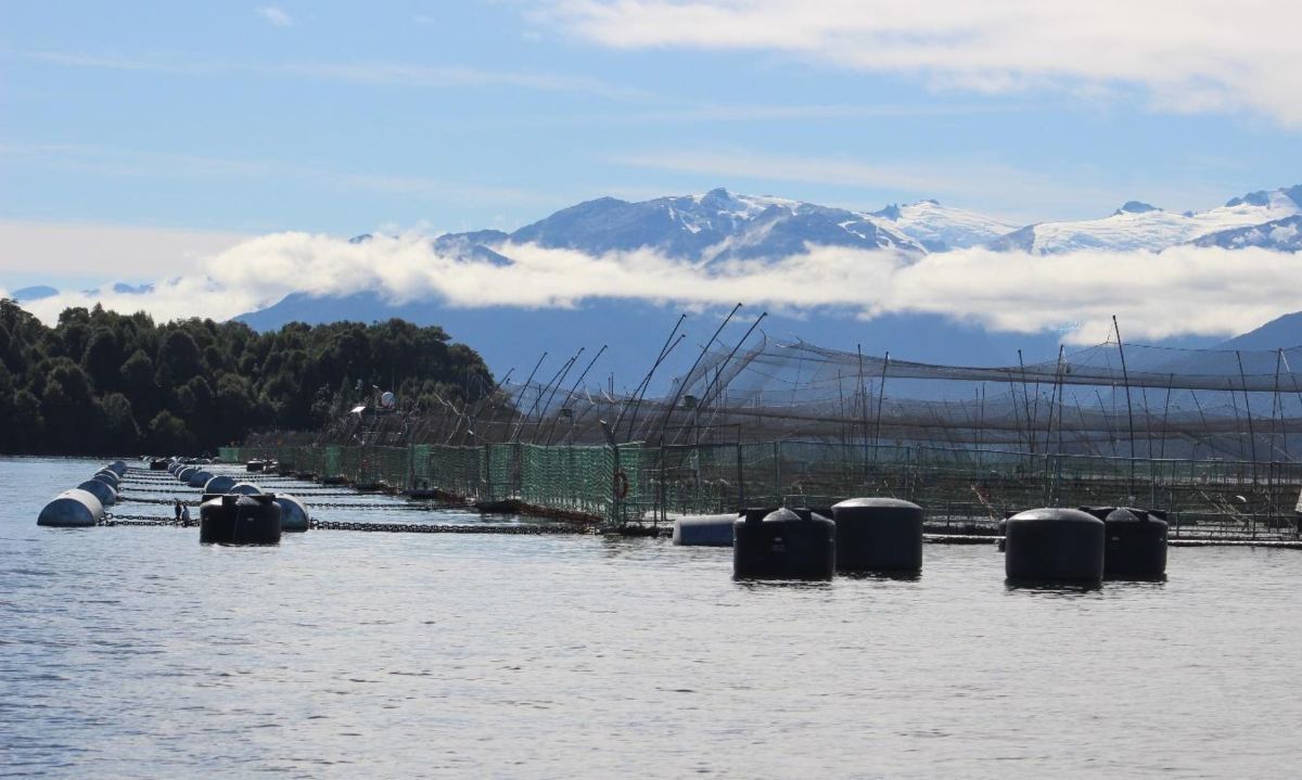 Denuncian 95 casos de sobreproducción de salmones sin sanción de la Superintendencia del Medio Ambiente