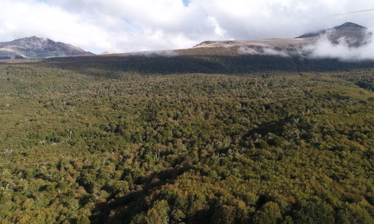 "El tiempo si cura": confirman sorprendente regeneración de bosques de Coyhaique tras históricos incendios 