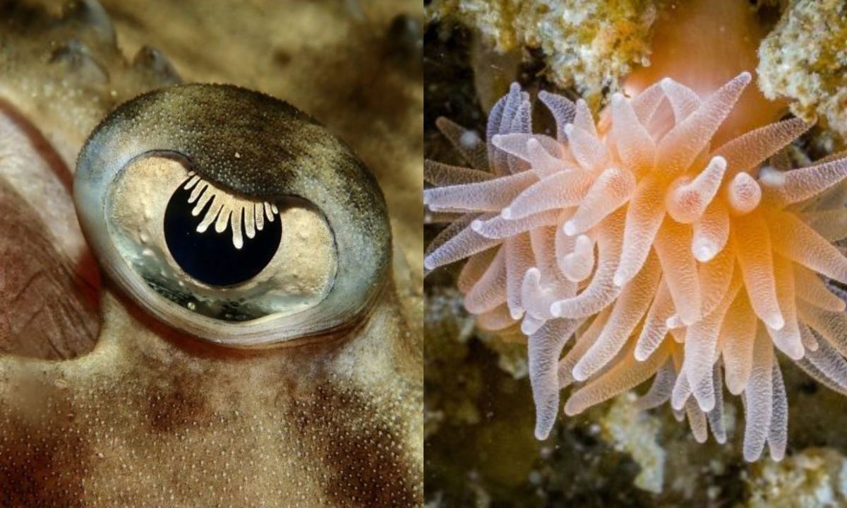 Nueva versión de “Ojo de pez” invita a fotografiar el mundo acuático