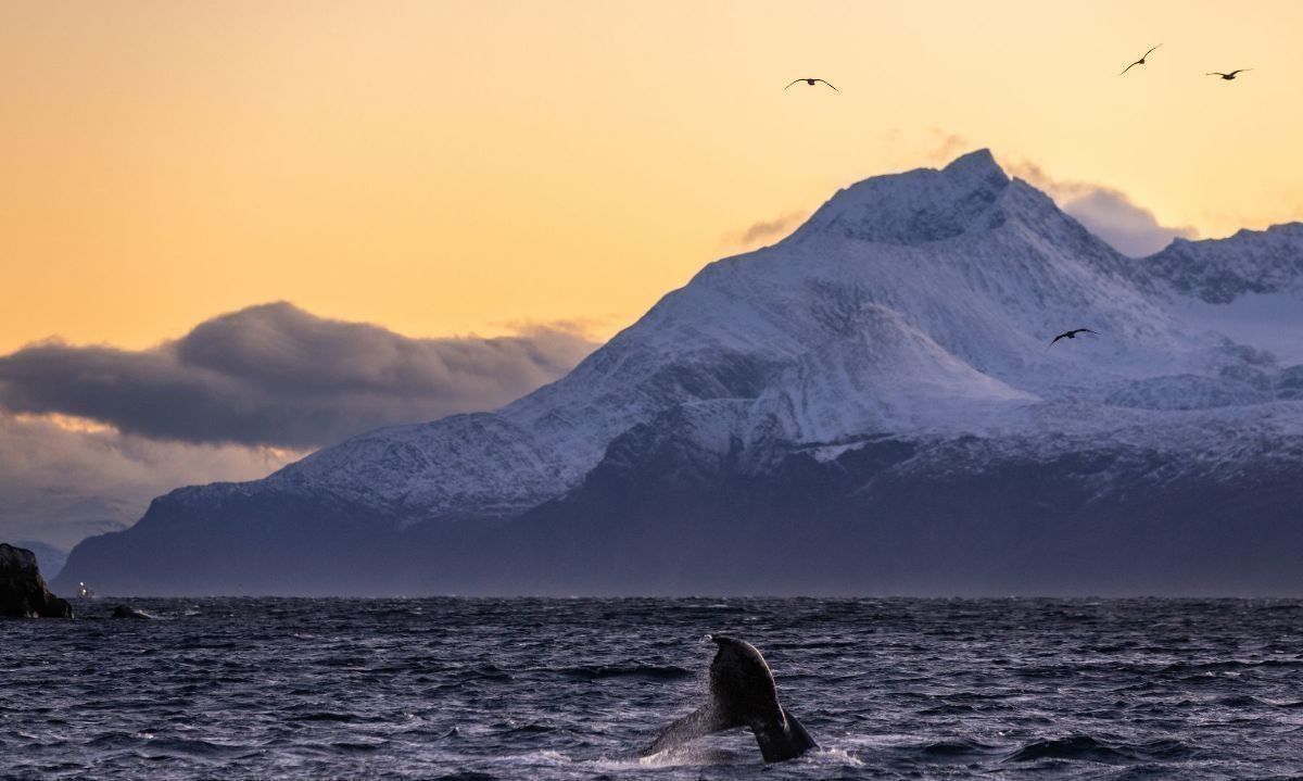 Estudiarán distribución de cetáceos y rol de las aguas de la Patagonia